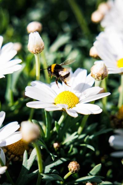 Fête des abeilles le 20 mai : célébrez les pollinisateurs en créant un jardin accueillant