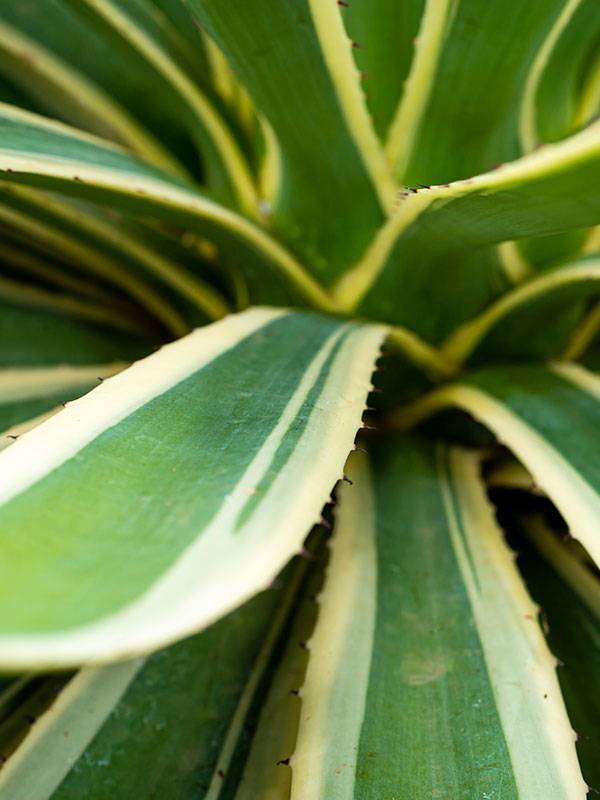 Découvrez notre production d'agaves 100% valbray : un savoir-faire local pour des plantes d'exception