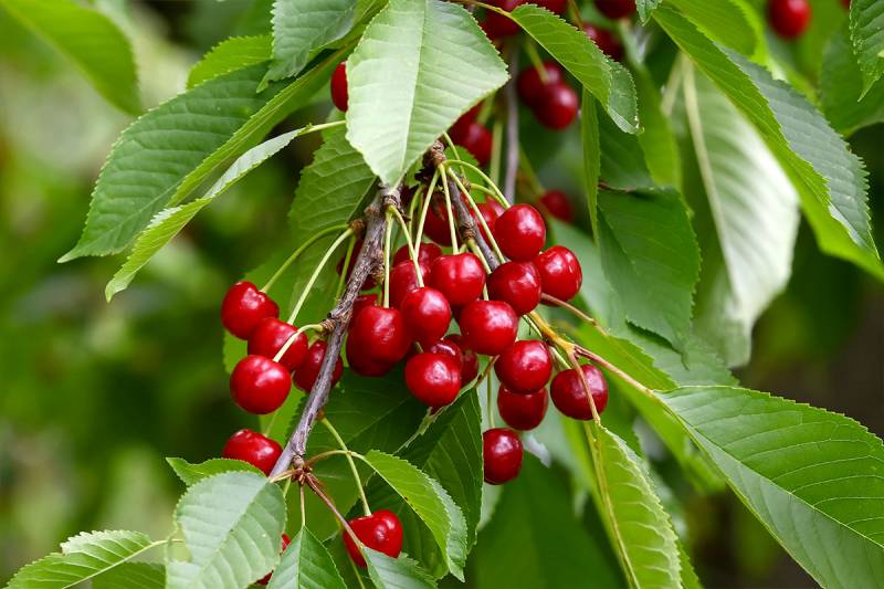 Plantez votre verger d'automne avec les fruitiers 100% Valbray