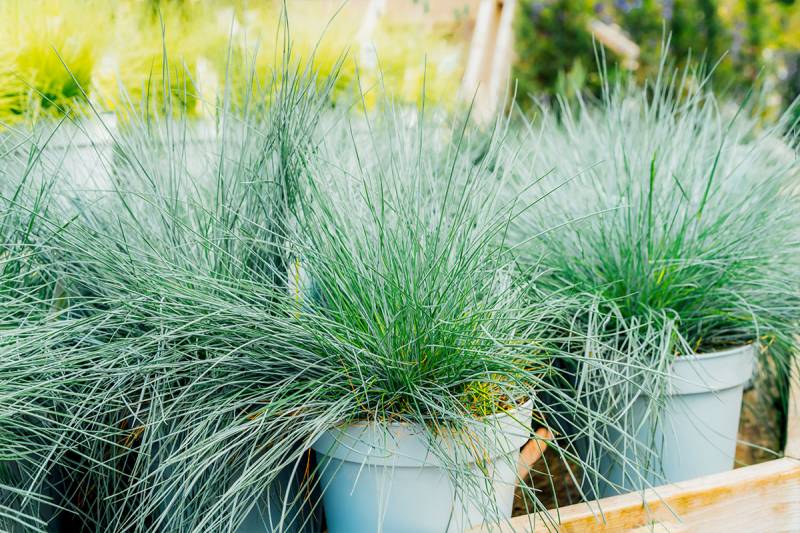 Les graminées : le secret d’un jardin éblouissant et durable