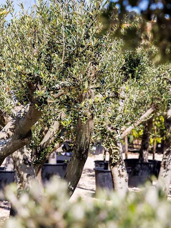 Quel olivier choisir pour sublimer votre jardin ? Découvrez les variétés adaptées à votre espace