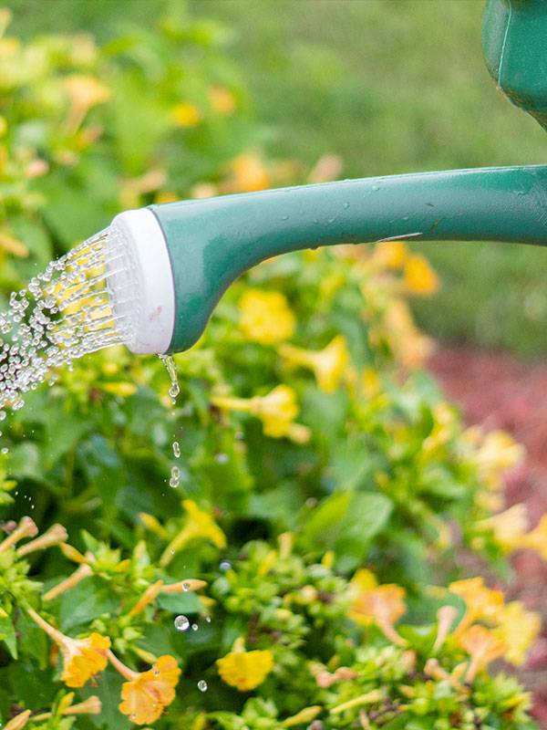 Préparer votre jardin pour les chaudes journées d'été : paillage et protection solaire