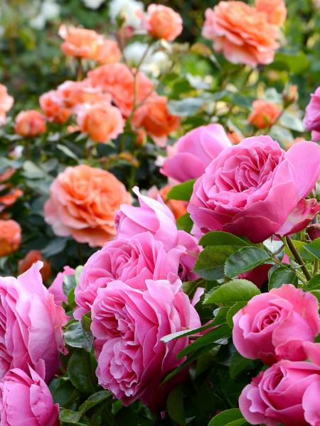 Rosiers de Hyères : Un choix unique dans nos pépinières !